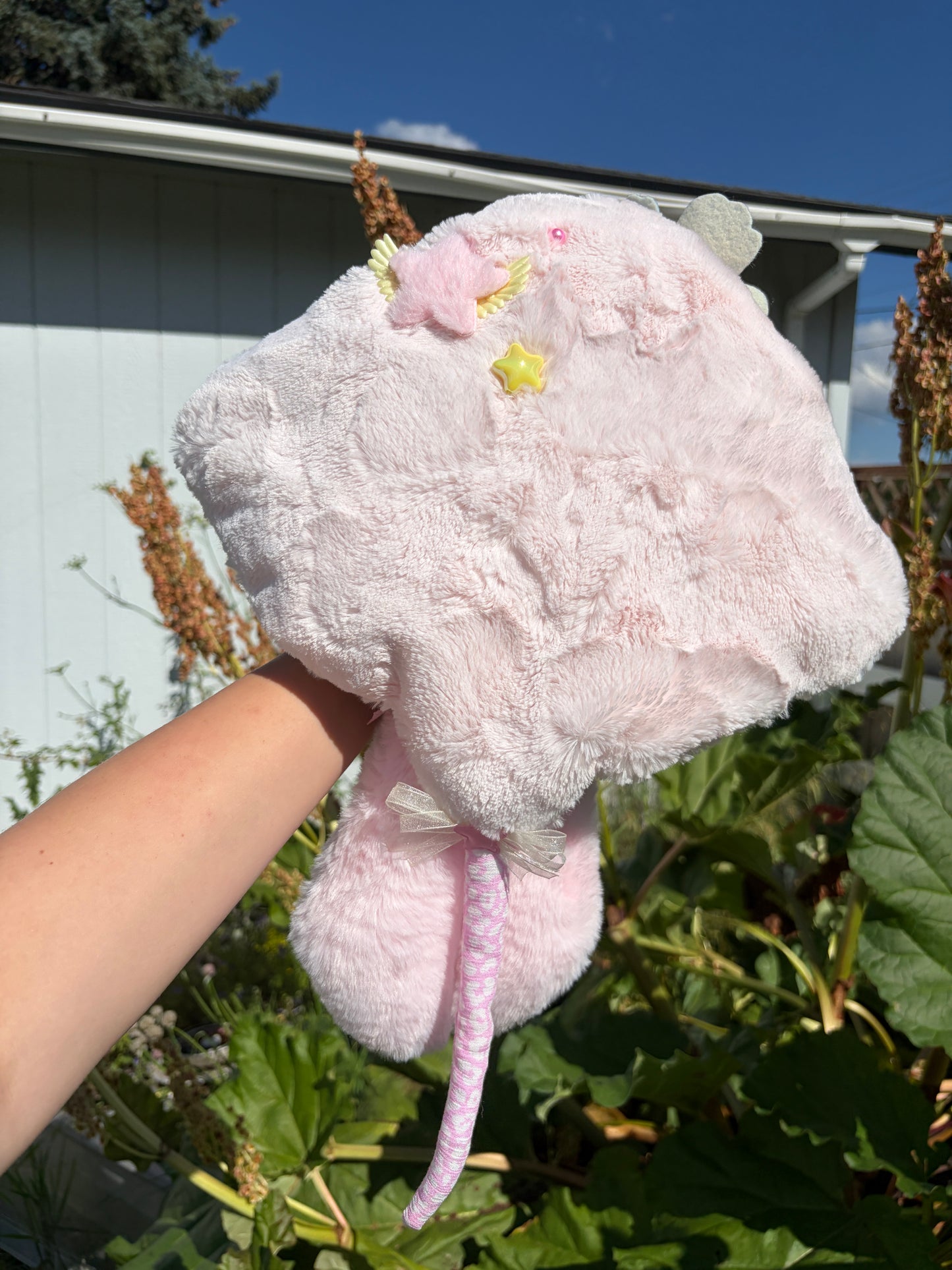 Pink Manta Ray